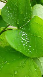 Close-up of wet plant leaves