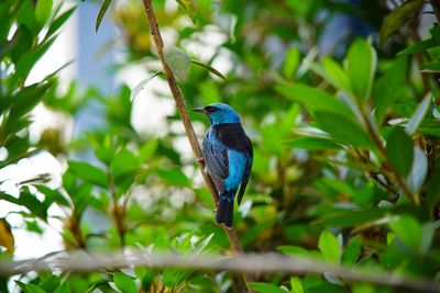 Bird perching on branch