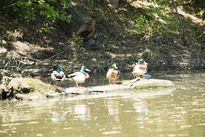 Birds perching on a lake