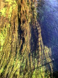 High angle view of trees by sea