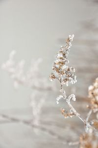 Close-up of blossom during winter