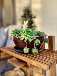 Close-up of potted plant on table