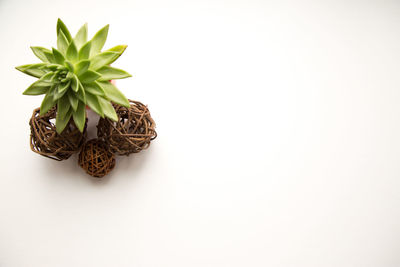 Close-up of potted plant against white background