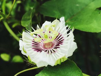 Close-up of flower blooming outdoors