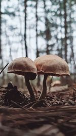 Close-up of mushroom growing on field