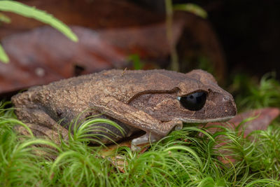 Close-up of frog on grass