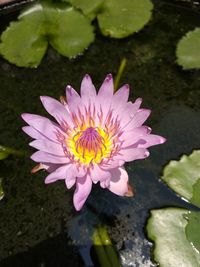 Close-up of pink water lily in lake