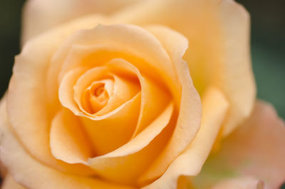 Close-up of rose blooming outdoors