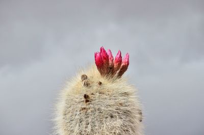 Close-up of cactus against sky