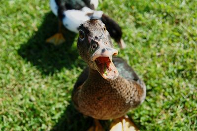 Portrait of duck quacking on grassy field