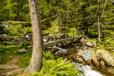 Stream flowing through trees in forest