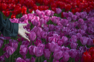 Close-up of hand holding pink flowers