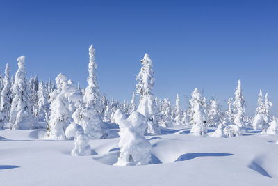 Snow covered trees against clear blue sky