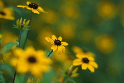 Close-up of yellow cosmos flowers blooming outdoors