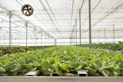 Potted plants in greenhouse