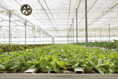 Potted plants in greenhouse