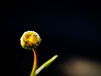 Close-up of flower against black background