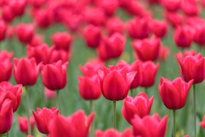 Close-up of red tulips