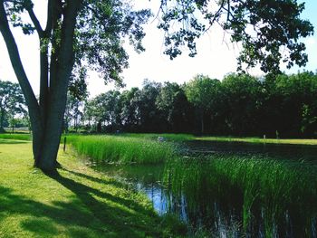 Trees on grassy field