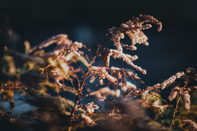 Close-up of plant