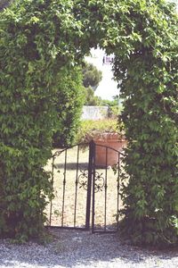 Gate at ivy covered entrance