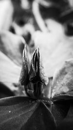 Close-up of dry leaves on flowering plant