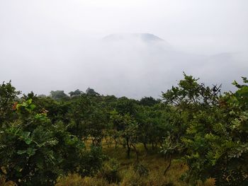 Scenic view of tree mountains against sky