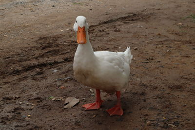 High angle view of bird on field