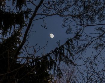 Low angle view of bare trees against clear sky