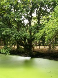 Trees by water