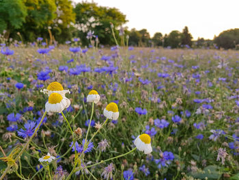 Close-up of purple crocus flowers blooming on field