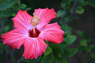 Close-up of hibiscus blooming outdoors