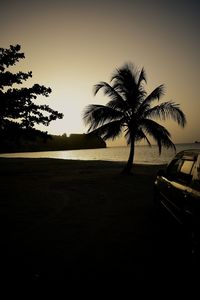 Silhouette palm trees against clear sky