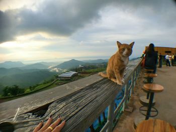 View of a cat looking at mountain