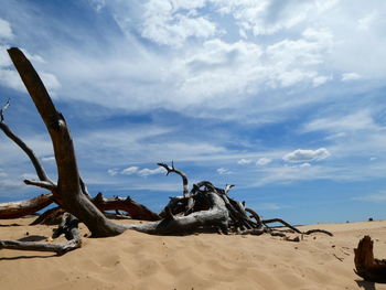 Driftwood on sand at beach against sky