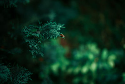 Close-up of lizard on pine tree