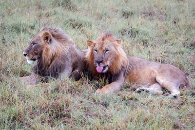 Two male lions