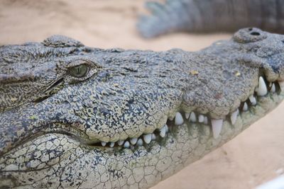 Close-up of crocodile