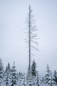 Low angle view of bare tree against sky during winter