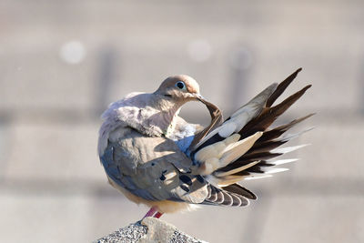 Close-up of dove preening