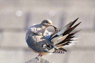 Close-up of seagull perching