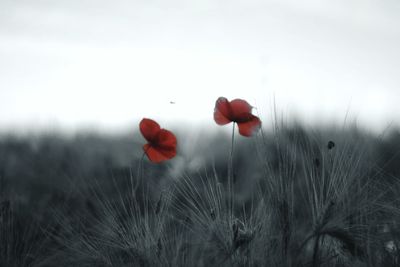 Close-up of red poppy flowers in field