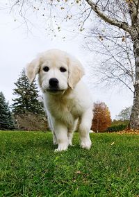 Portrait of golden retriever on grass