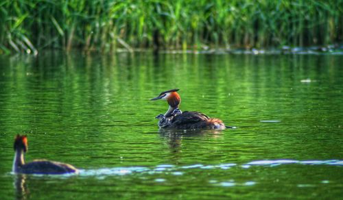 Close up of grebe at the lake