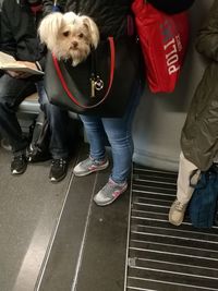 Low section of people with dog standing on bus