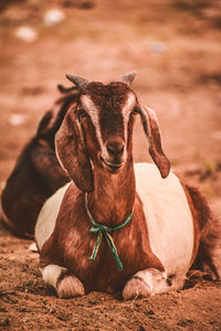 Close-up of goat