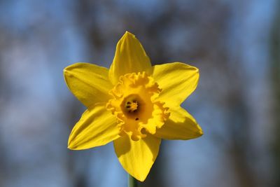 Close-up of yellow flower