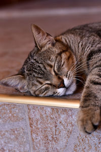 Cat sleeping on the floor