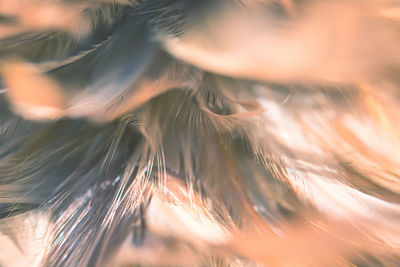 Full frame shot of plant