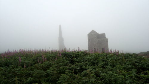 Trees in foggy weather